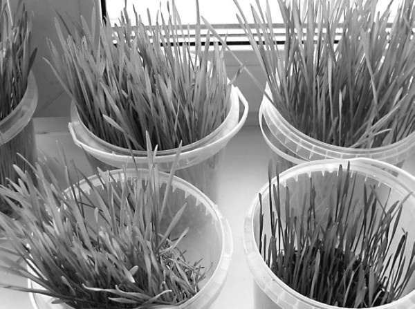 Иллюстрация к книге — Моя жизнь - сыроедение. Книга реальных историй и рецептов [img_27.jpg]