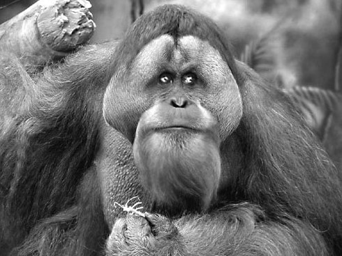 Иллюстрация к книге — Моя жизнь - сыроедение. Книга реальных историй и рецептов [img_66.jpg]