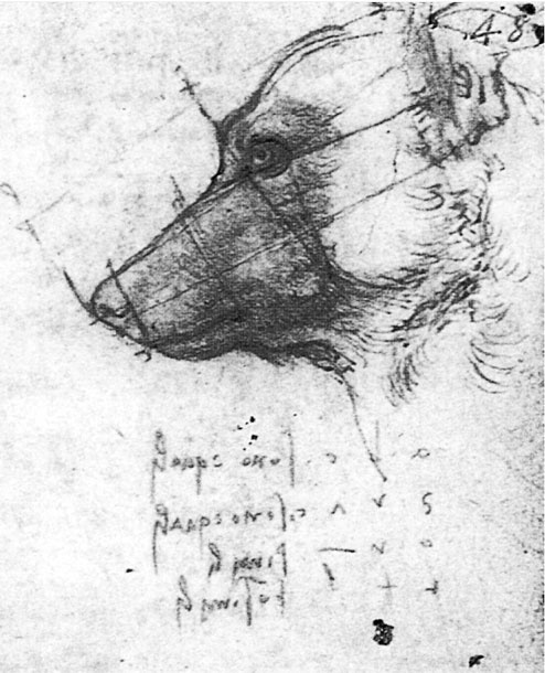 Иллюстрация к книге — Леонардо да Винчи. Загадки гения [_17.jpg]