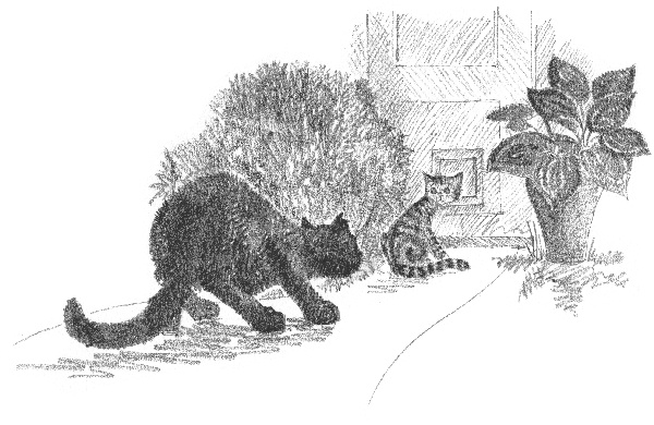 Иллюстрация к книге — Котенок Звездочка, или Двойной сюрприз [i_008.jpg]