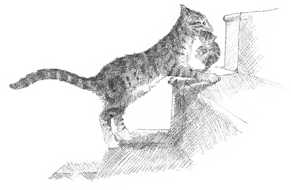 Иллюстрация к книге — Котенок Звездочка, или Двойной сюрприз [i_034.jpg]