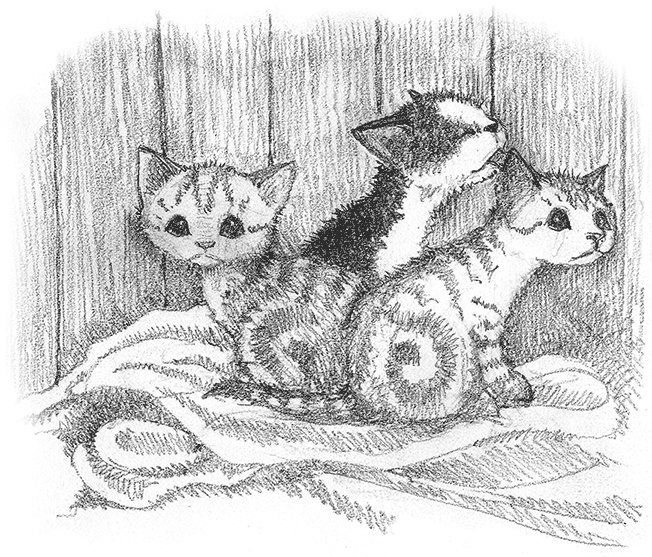 Иллюстрация к книге — Котенок Кэтти, или Секрет в шкафу [i_005.jpg]