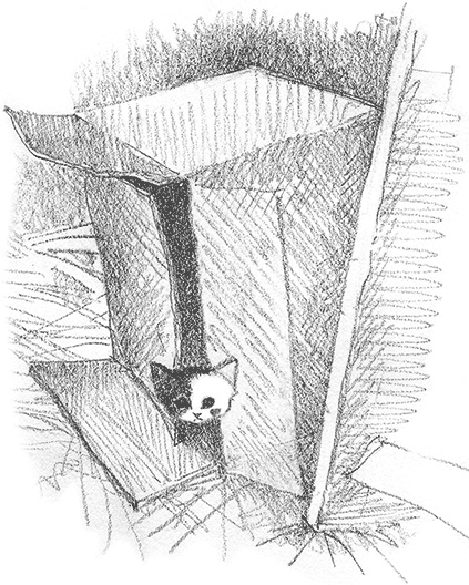 Иллюстрация к книге — Котенок Кэтти, или Секрет в шкафу [i_010.jpg]