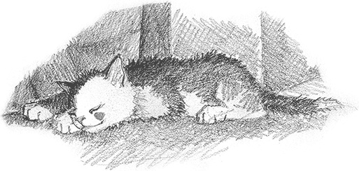 Иллюстрация к книге — Котенок Кэтти, или Секрет в шкафу [i_014.jpg]