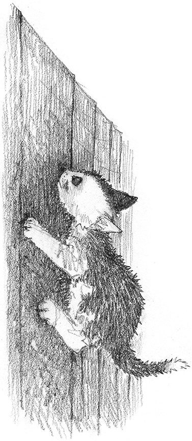 Иллюстрация к книге — Котенок Кэтти, или Секрет в шкафу [i_015.jpg]