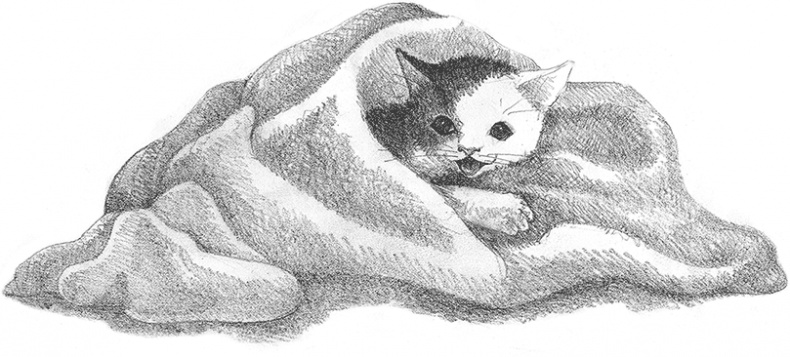 Иллюстрация к книге — Котенок Кэтти, или Секрет в шкафу [i_023.jpg]