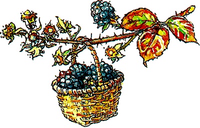 Иллюстрация к книге — Сказки и истории Ежевичной поляны (сборник) [i_057.jpg]