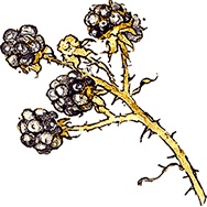 Иллюстрация к книге — Сказки и истории Ежевичной поляны (сборник) [i_071.jpg]