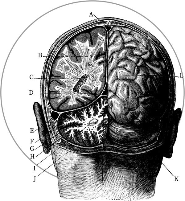 Иллюстрация к книге — Мозг. Тайны разума [i_001.jpg]