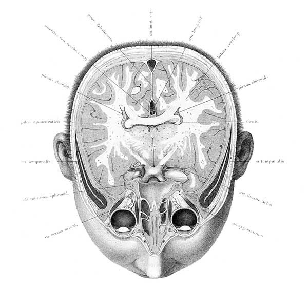 Иллюстрация к книге — Мозг. Тайны разума [i_006.jpg]