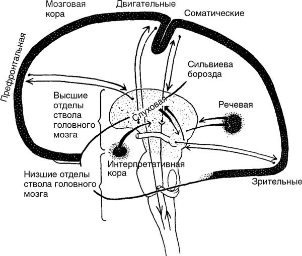 Иллюстрация к книге — Мозг. Тайны разума [i_007.jpg]