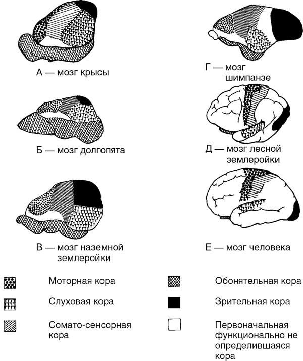 Иллюстрация к книге — Мозг. Тайны разума [i_009.jpg]