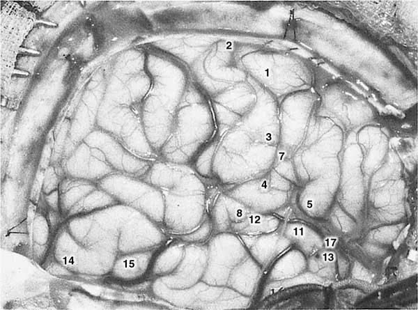 Иллюстрация к книге — Мозг. Тайны разума [i_011.jpg]