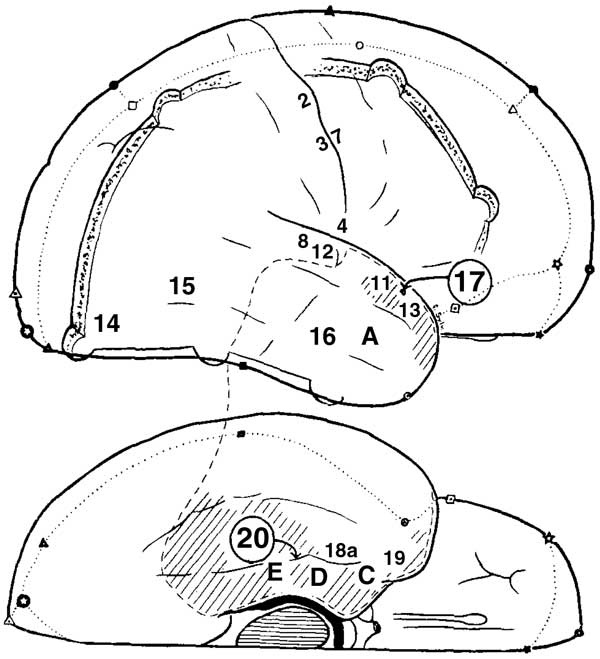 Иллюстрация к книге — Мозг. Тайны разума [i_012.jpg]