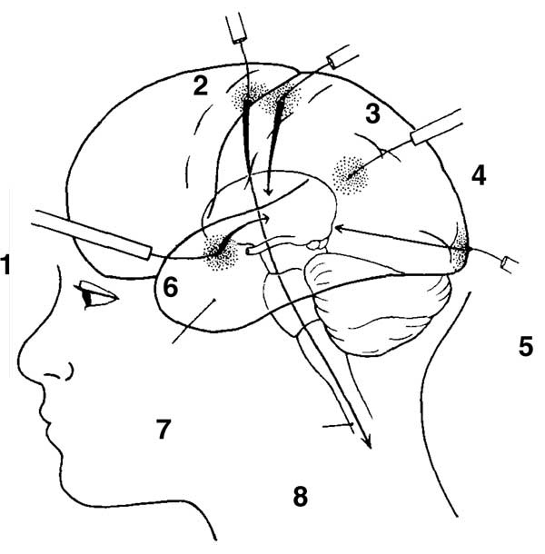 Иллюстрация к книге — Мозг. Тайны разума [i_013.jpg]