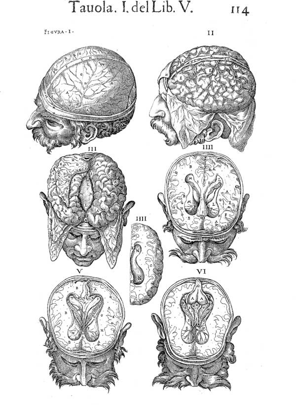 Иллюстрация к книге — Мозг. Тайны разума [i_015.jpg]