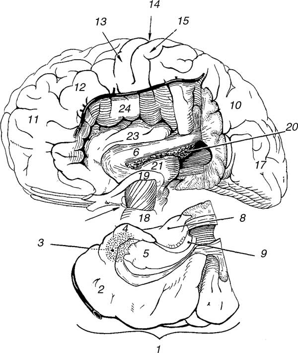 Иллюстрация к книге — Мозг. Тайны разума [i_017.jpg]