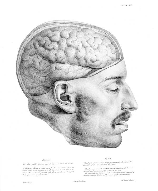 Иллюстрация к книге — Мозг. Тайны разума [i_018.jpg]