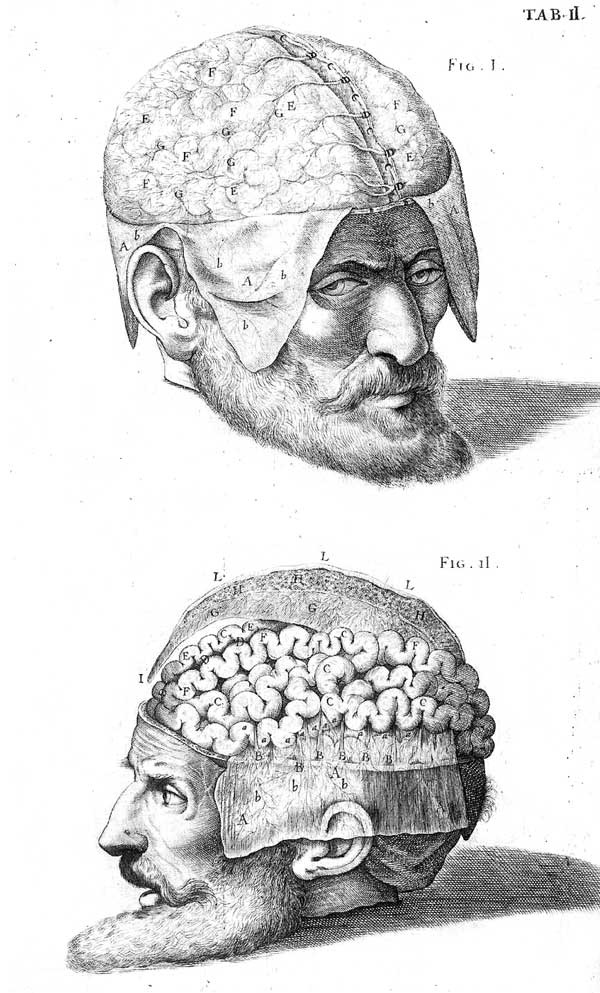 Иллюстрация к книге — Мозг. Тайны разума [i_028.jpg]