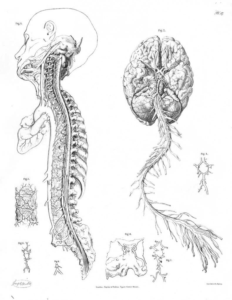 Иллюстрация к книге — Мозг. Тайны разума [i_029.jpg]