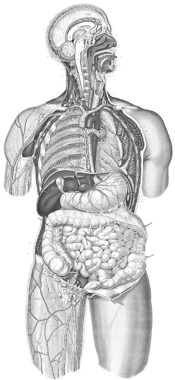 Иллюстрация к книге — Мозг. Тайны разума [i_030.jpg]