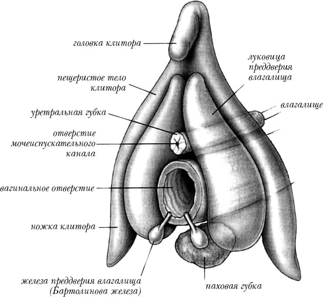 Иллюстрация к книге — Богини никогда не стареют. Как всегда оставаться молодой и сияющей [_1.jpg]