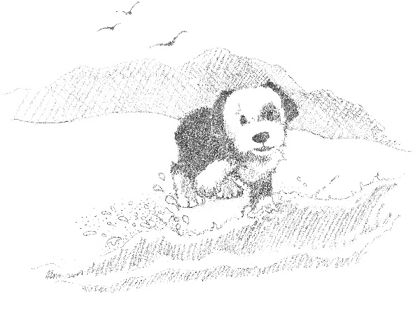 Иллюстрация к книге — Щенок Макс, или Выбери меня! [i_013.jpg]