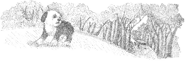 Иллюстрация к книге — Щенок Макс, или Выбери меня! [i_014.jpg]