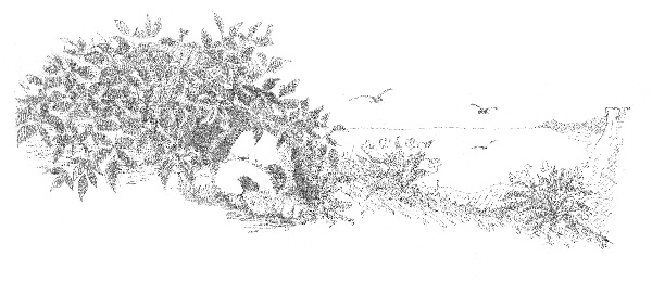 Иллюстрация к книге — Щенок Макс, или Выбери меня! [i_015.jpg]