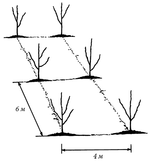 Иллюстрация к книге — Энциклопедия плодового сада на разумной почве [i_002.jpg]