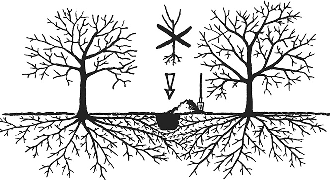 Иллюстрация к книге — Энциклопедия плодового сада на разумной почве [i_003.jpg]