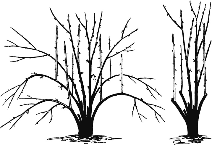Иллюстрация к книге — Энциклопедия плодового сада на разумной почве [i_007.jpg]