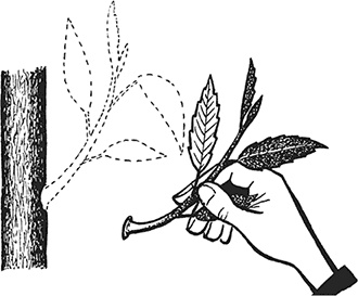 Иллюстрация к книге — Энциклопедия плодового сада на разумной почве [i_009.jpg]