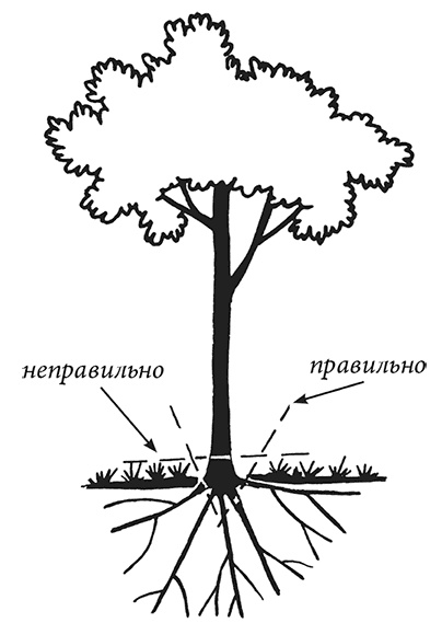Иллюстрация к книге — Энциклопедия плодового сада на разумной почве [i_011.jpg]