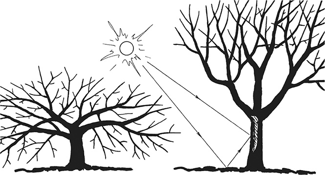 Иллюстрация к книге — Энциклопедия плодового сада на разумной почве [i_014.jpg]