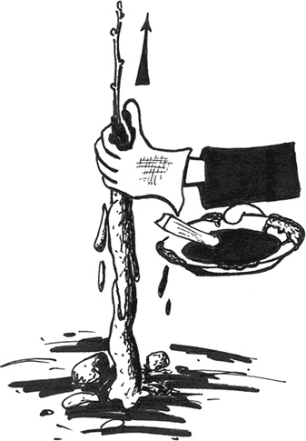 Иллюстрация к книге — Энциклопедия плодового сада на разумной почве [i_015.jpg]