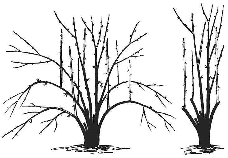 Иллюстрация к книге — Сад без нервов. Обрезка и подкормка [i_005.jpg]