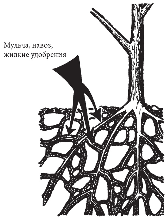 Иллюстрация к книге — Самая полезная настольная книга садовода и огородника [i_011.jpg]