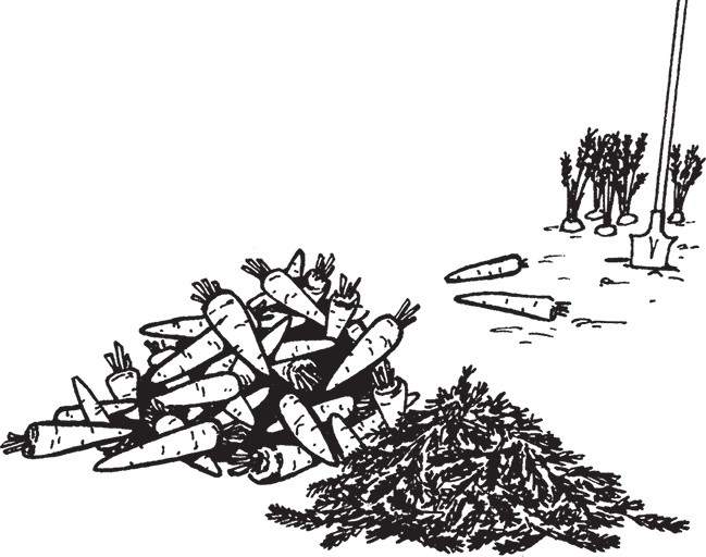 Иллюстрация к книге — Самая полезная настольная книга садовода и огородника [i_014.jpg]