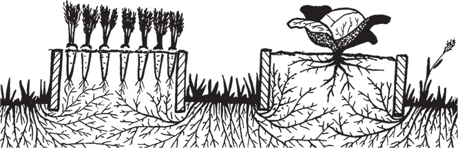 Иллюстрация к книге — Самая полезная настольная книга садовода и огородника [i_017.jpg]