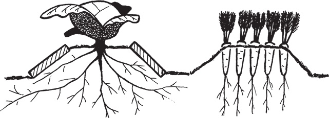 Иллюстрация к книге — Самая полезная настольная книга садовода и огородника [i_019.jpg]