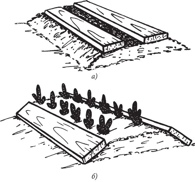 Иллюстрация к книге — Самая полезная настольная книга садовода и огородника [i_020.jpg]