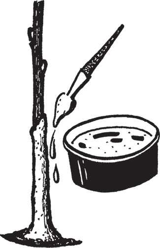 Иллюстрация к книге — Самая полезная настольная книга садовода и огородника [i_034.jpg]