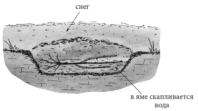 Иллюстрация к книге — Самая полезная настольная книга садовода и огородника [i_036.jpg]