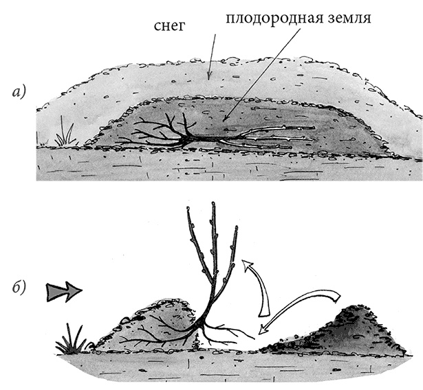 Иллюстрация к книге — Самая полезная настольная книга садовода и огородника [i_037.jpg]