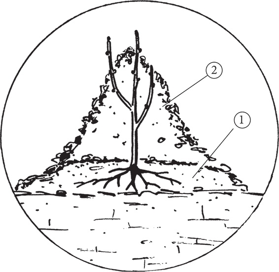 Иллюстрация к книге — Самая полезная настольная книга садовода и огородника [i_038.jpg]