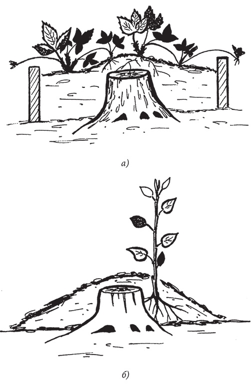 Иллюстрация к книге — Самая полезная настольная книга садовода и огородника [i_041.jpg]