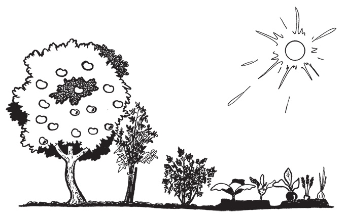 Иллюстрация к книге — Самая полезная настольная книга садовода и огородника [i_042.jpg]