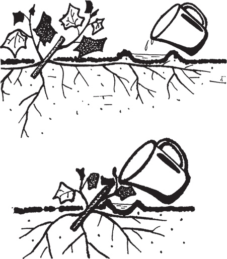 Иллюстрация к книге — Самая полезная настольная книга садовода и огородника [i_045.jpg]