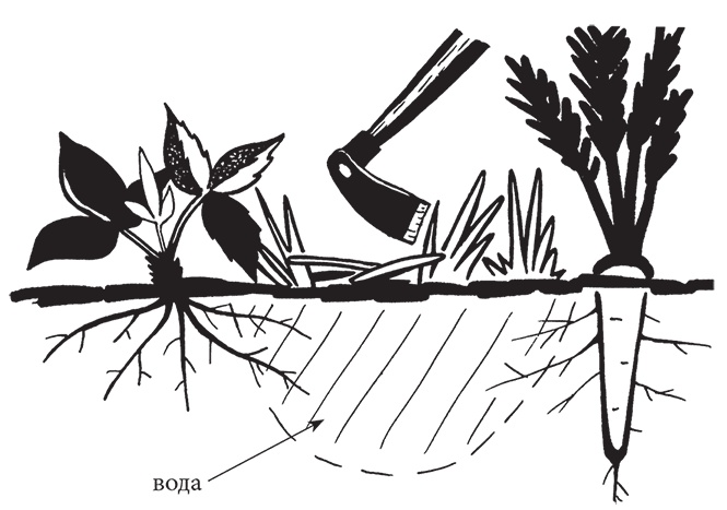Иллюстрация к книге — Самая полезная настольная книга садовода и огородника [i_047.jpg]